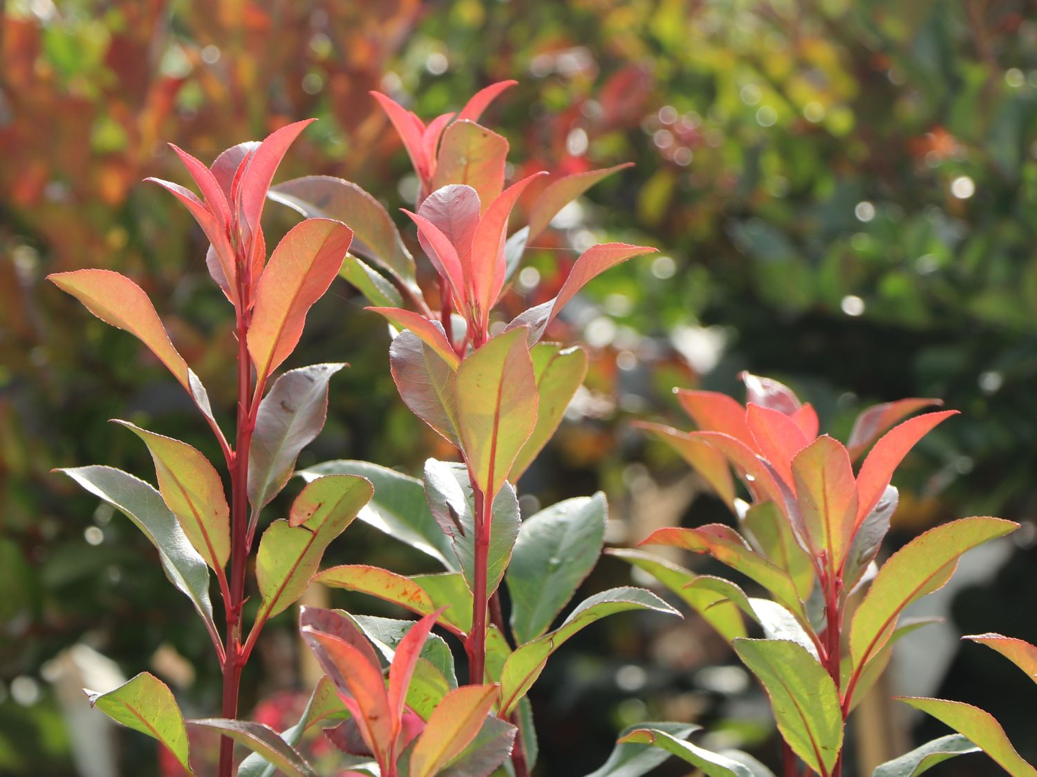 Glanzmispel 'Carré Rouge' - Photinia x fraseri 'Carré Rouge'