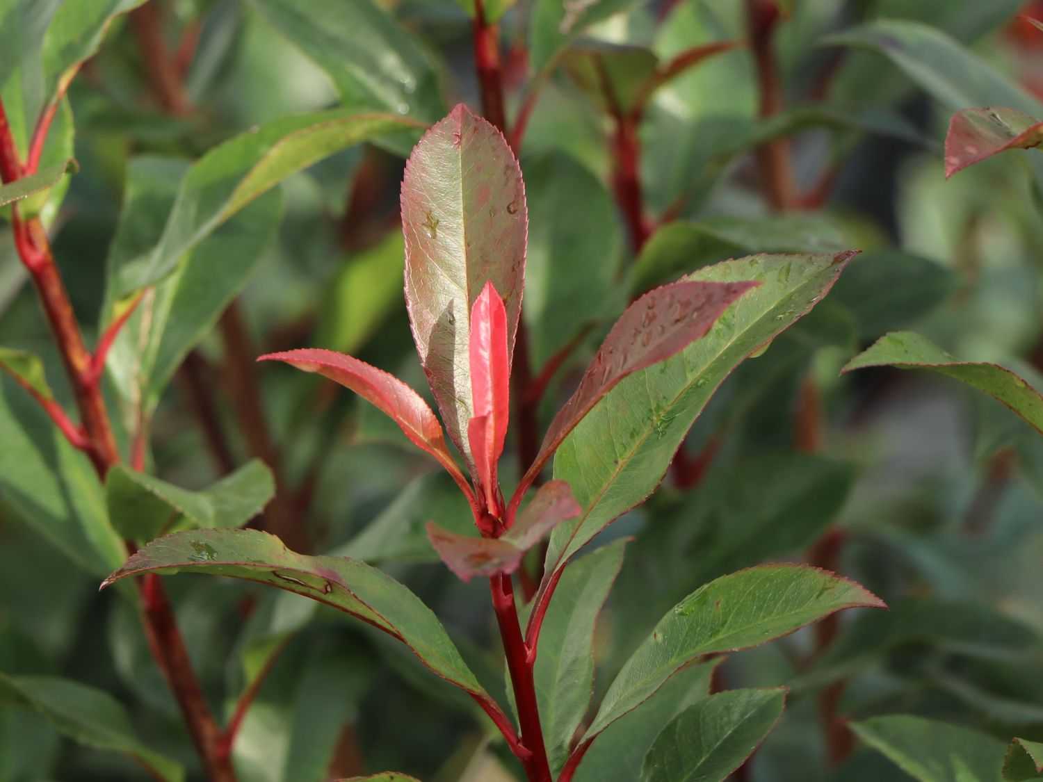 Glanzmispel 'Carré Rouge' - Photinia x fraseri 'Carré Rouge'