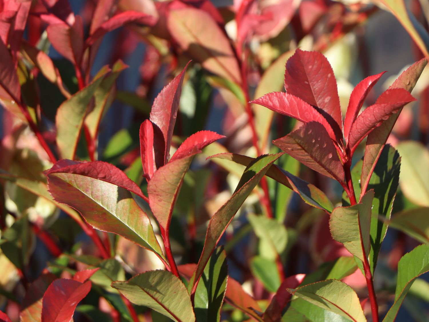 Glanzmispel 'Carré Rouge' - Photinia x fraseri 'Carré Rouge'