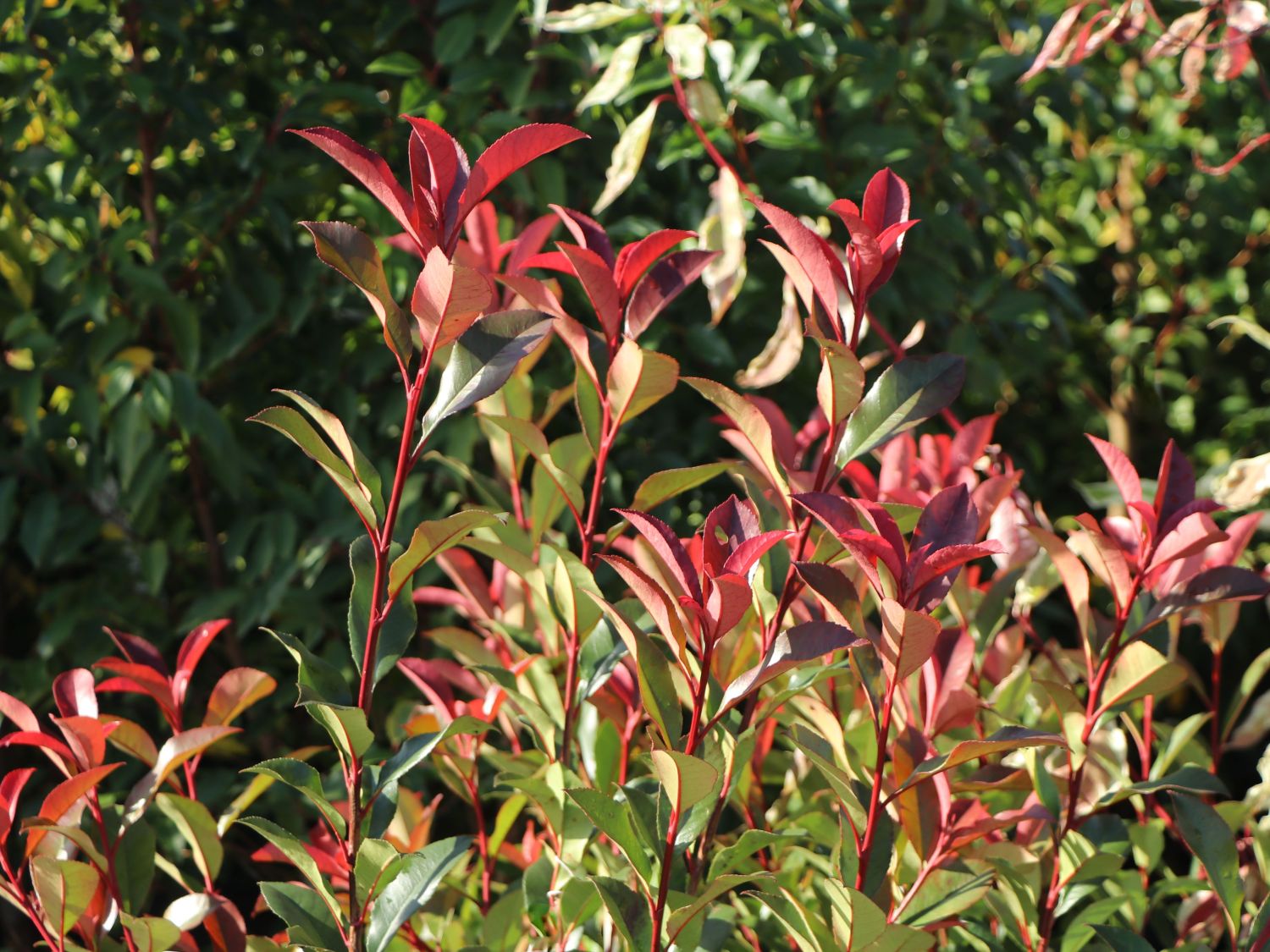 Glanzmispel 'Carré Rouge' - Photinia x fraseri 'Carré Rouge'