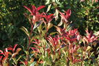 Glanzmispel 'Carré Rouge' - Photinia x fraseri 'Carré Rouge'