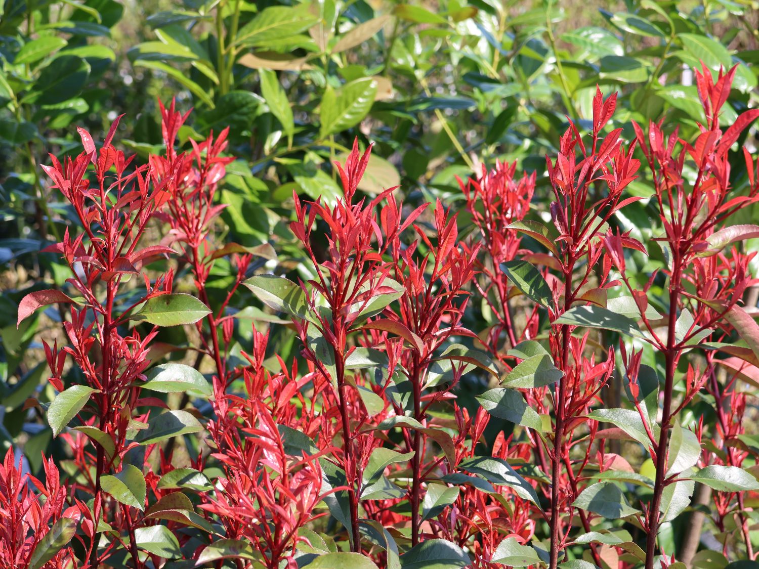 Glanzmispel 'Carré Rouge' - Photinia x fraseri 'Carré Rouge'