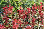 Glanzmispel 'Carré Rouge' - Photinia x fraseri 'Carré Rouge'