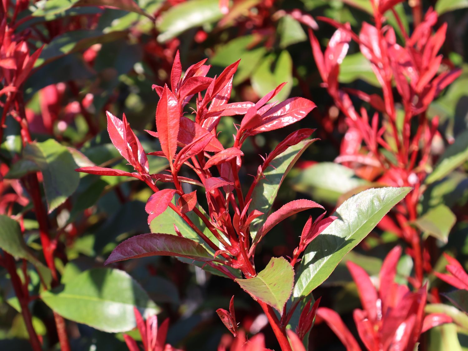 Glanzmispel 'Carré Rouge' - Photinia x fraseri 'Carré Rouge'