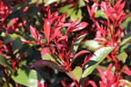 Glanzmispel 'Carré Rouge' - Photinia x fraseri 'Carré Rouge'