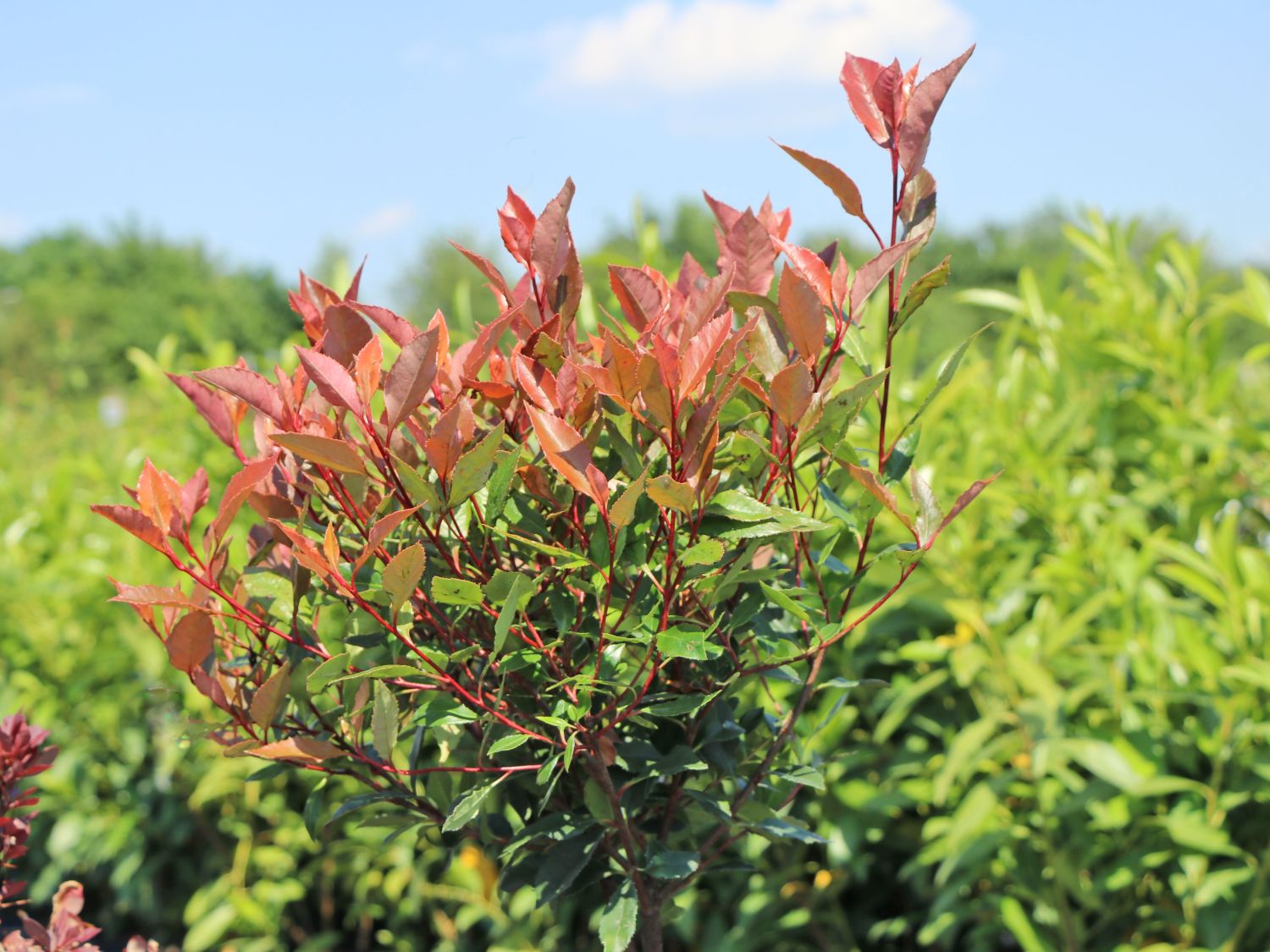 Glanzmispel 'Chico' - Photinia x fraseri 'Chico'