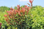 Glanzmispel 'Chico' - Photinia x fraseri 'Chico'