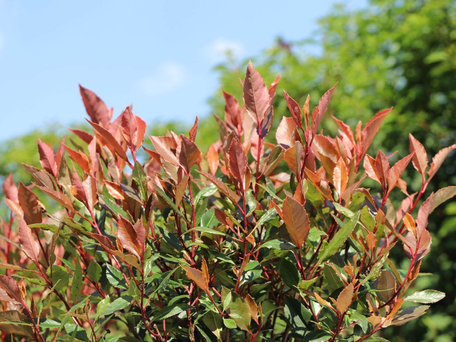 Glanzmispel 'Chico' - Photinia x fraseri 'Chico'