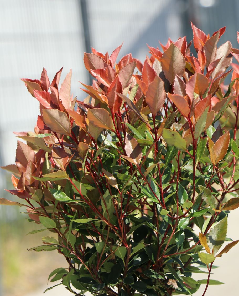 Glanzmispel 'Chico' - Photinia x fraseri 'Chico'