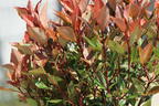 Glanzmispel 'Chico' - Photinia x fraseri 'Chico'