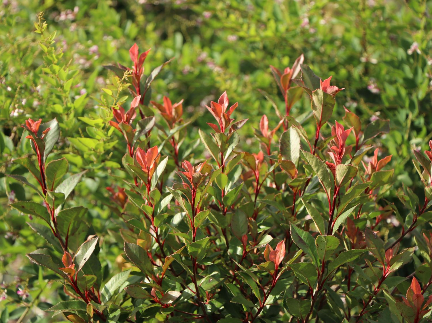 Glanzmispel 'Chico' - Photinia x fraseri 'Chico'
