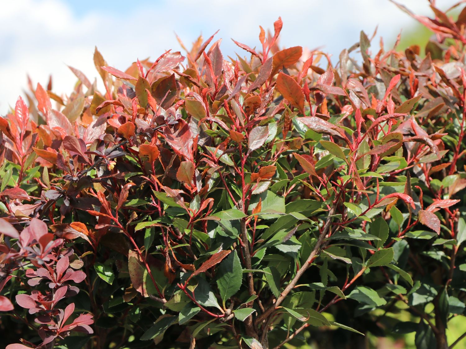 Glanzmispel 'Chico' - Photinia x fraseri 'Chico'