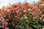 Glanzmispel 'Chico' - Photinia x fraseri 'Chico'