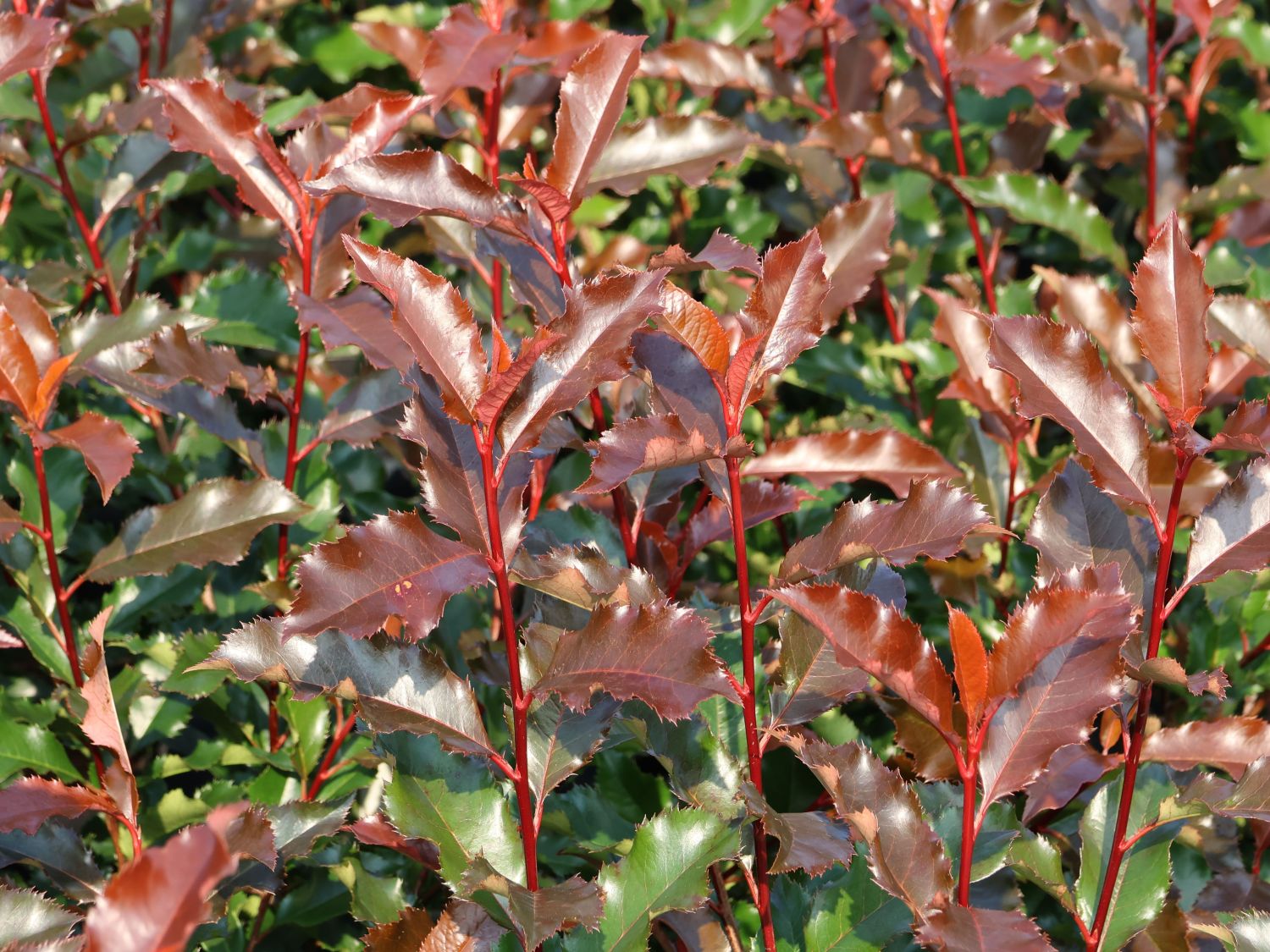 Glanzmispel 'Magical Volcano'