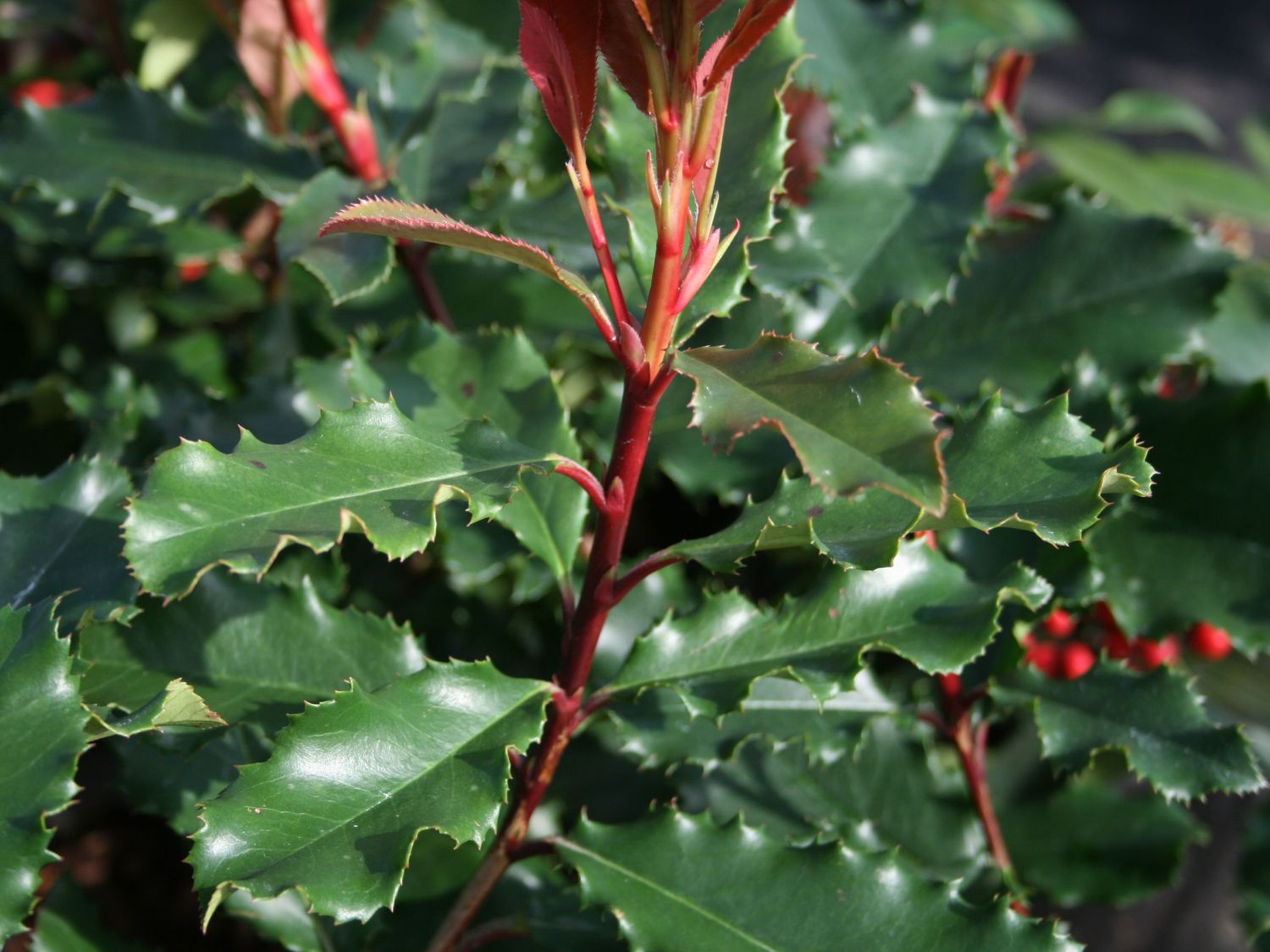Glanzmispel 'Red Angel' - Photinia x fraseri 'Red Angel'