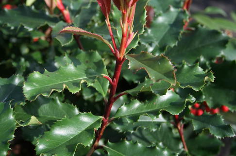 Glanzmispel 'Red Angel' - Photinia x fraseri 'Red Angel'