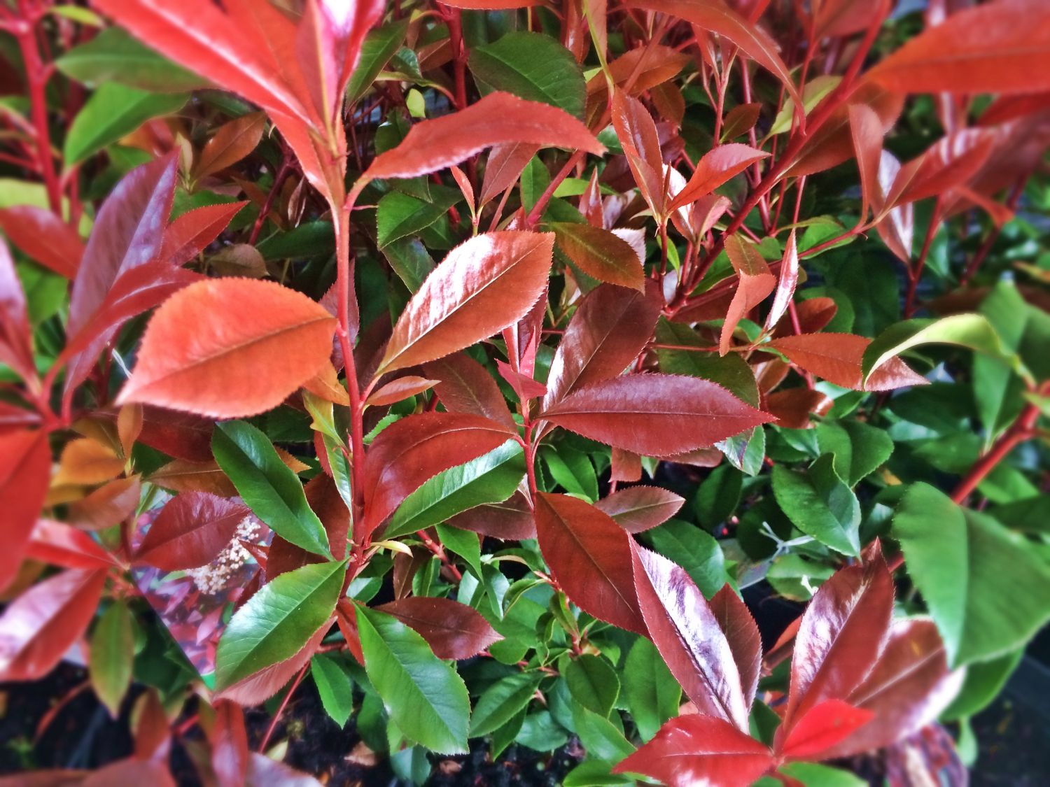 Glanzmispeln (Photinia)