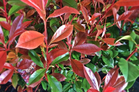 Glanzmispel 'Compacta' - Photinia x fraseri 'Compacta'