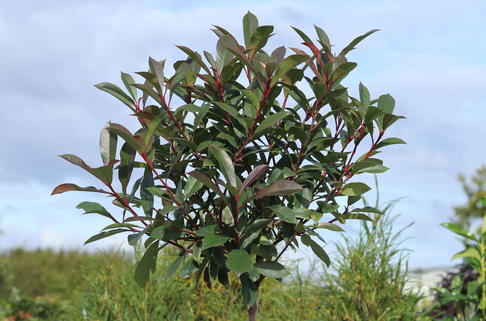Glanzmispel 'Robusta Compact' - Photinia x fraseri 'Robusta Compact'