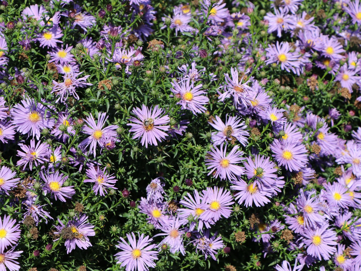 Glattblatt-Aster 'Blütenmeer'