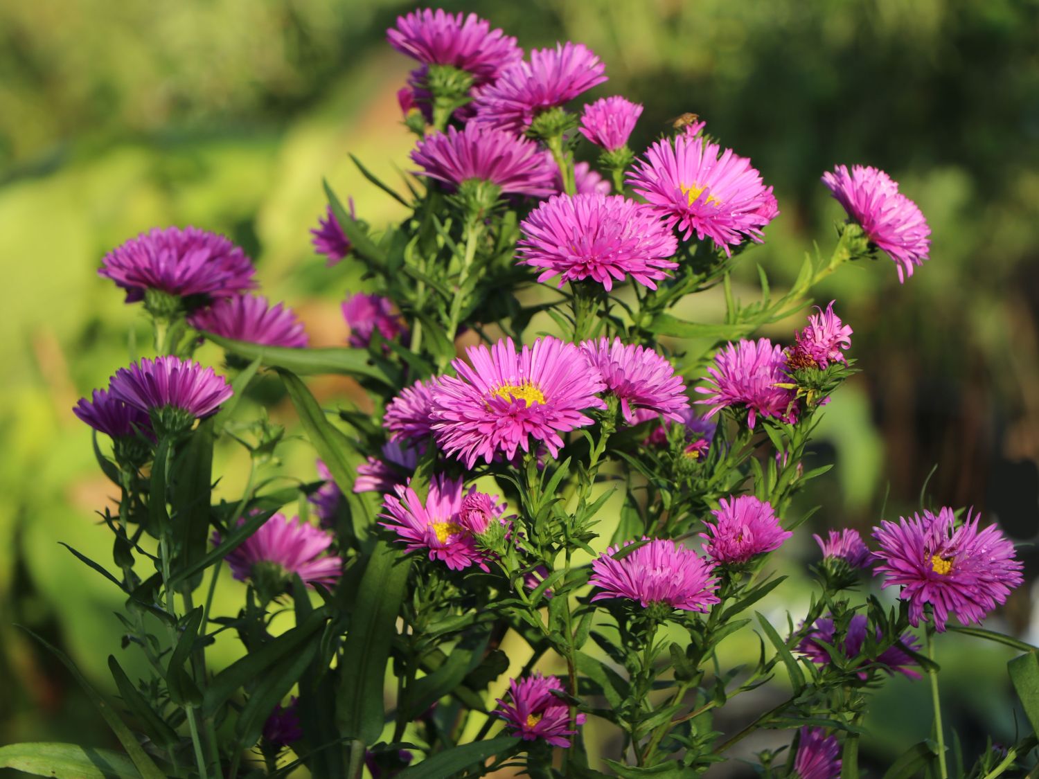 Glattblatt-Aster 'Carmina'
