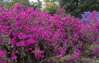 Glattblatt-Aster 'Crimson Brocade'