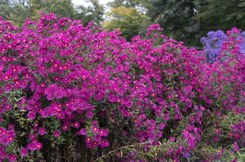 Glattblatt-Aster 'Crimson Brocade' - Aster novi-belgii 'Crimson Brocade'