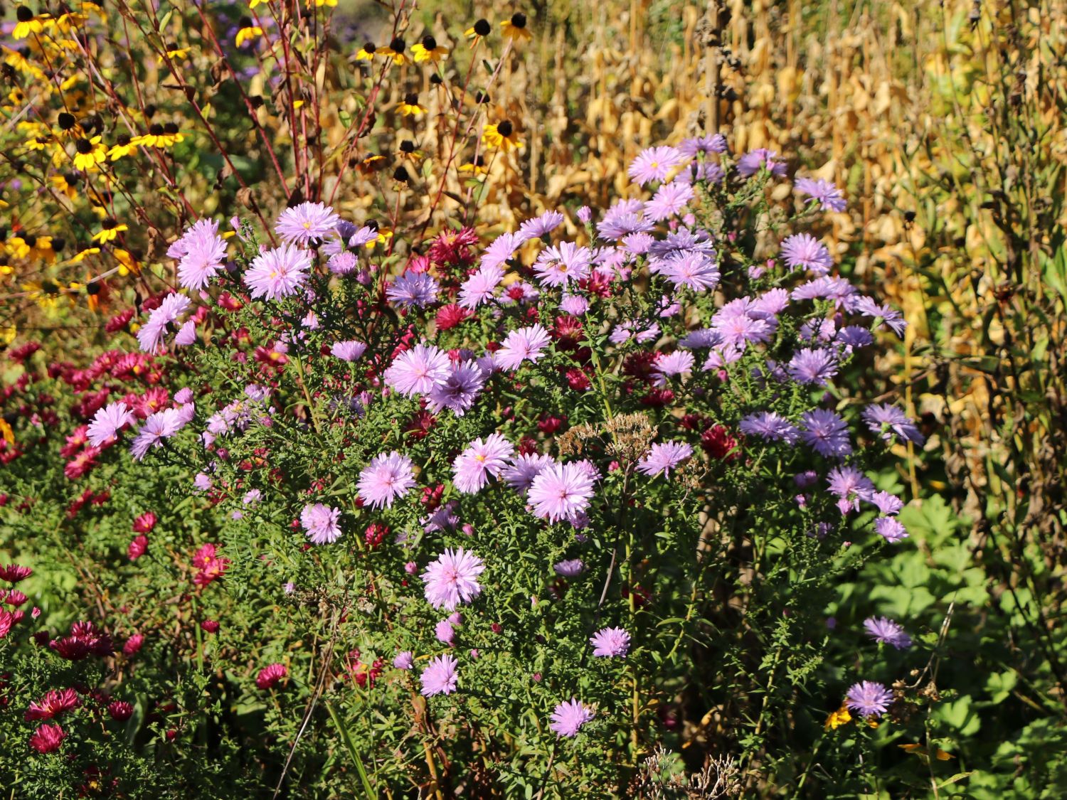 Glattblatt-Aster 'Fellowship'
