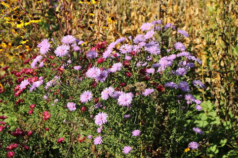Glattblatt-Aster 'Fellowship' - Aster novi-belgii 'Fellowship'