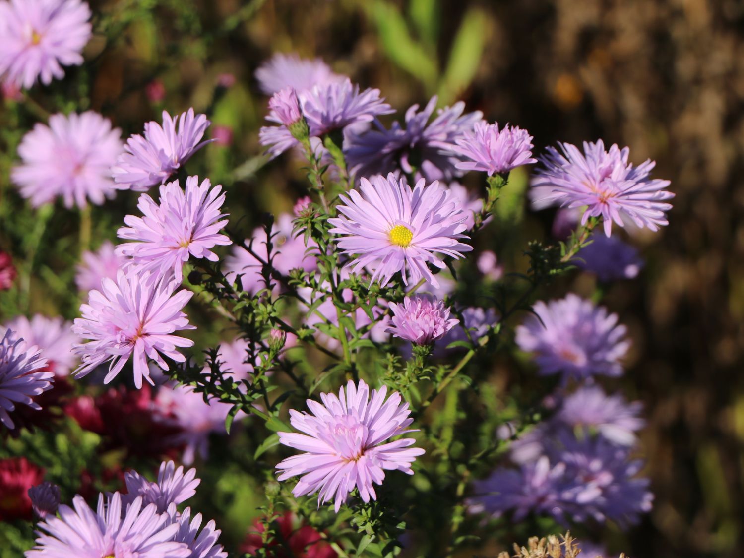 Glattblatt-Aster 'Fellowship' - Aster novi-belgii 'Fellowship'