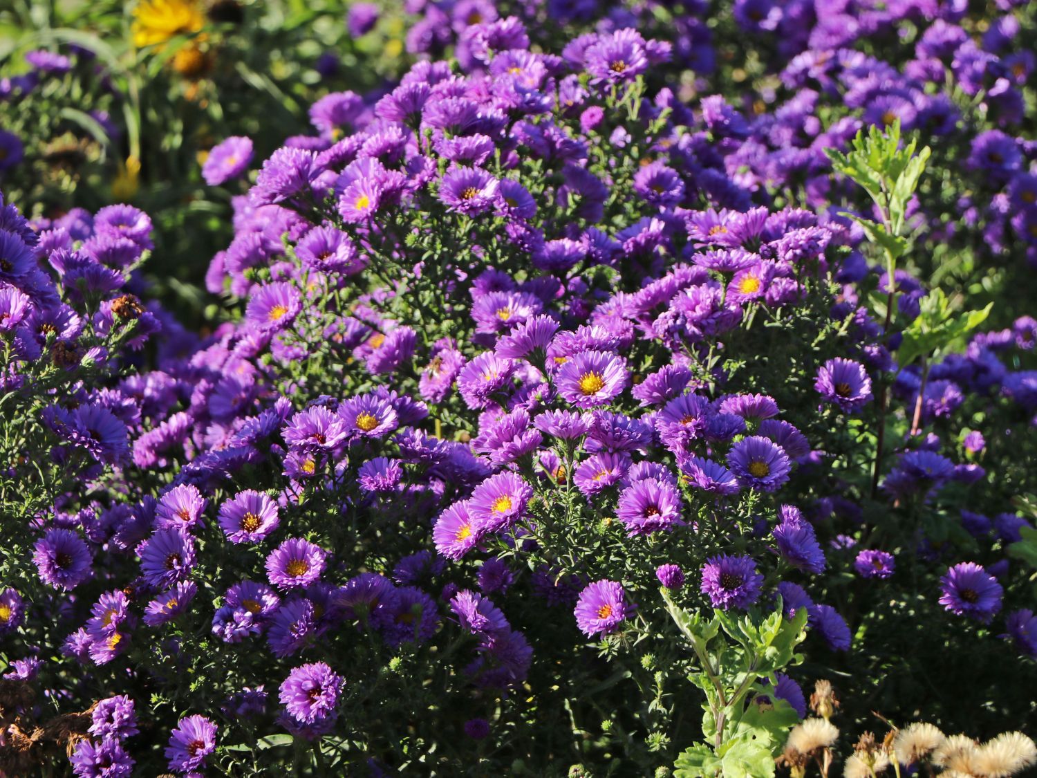 Glattblatt-Aster 'Fuldatal'