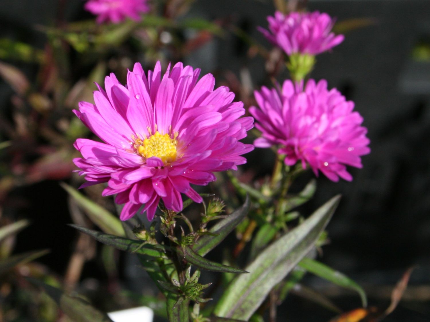 Glattblatt-Aster 'Karminkuppel'