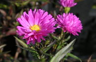 Glattblatt-Aster 'Karminkuppel'