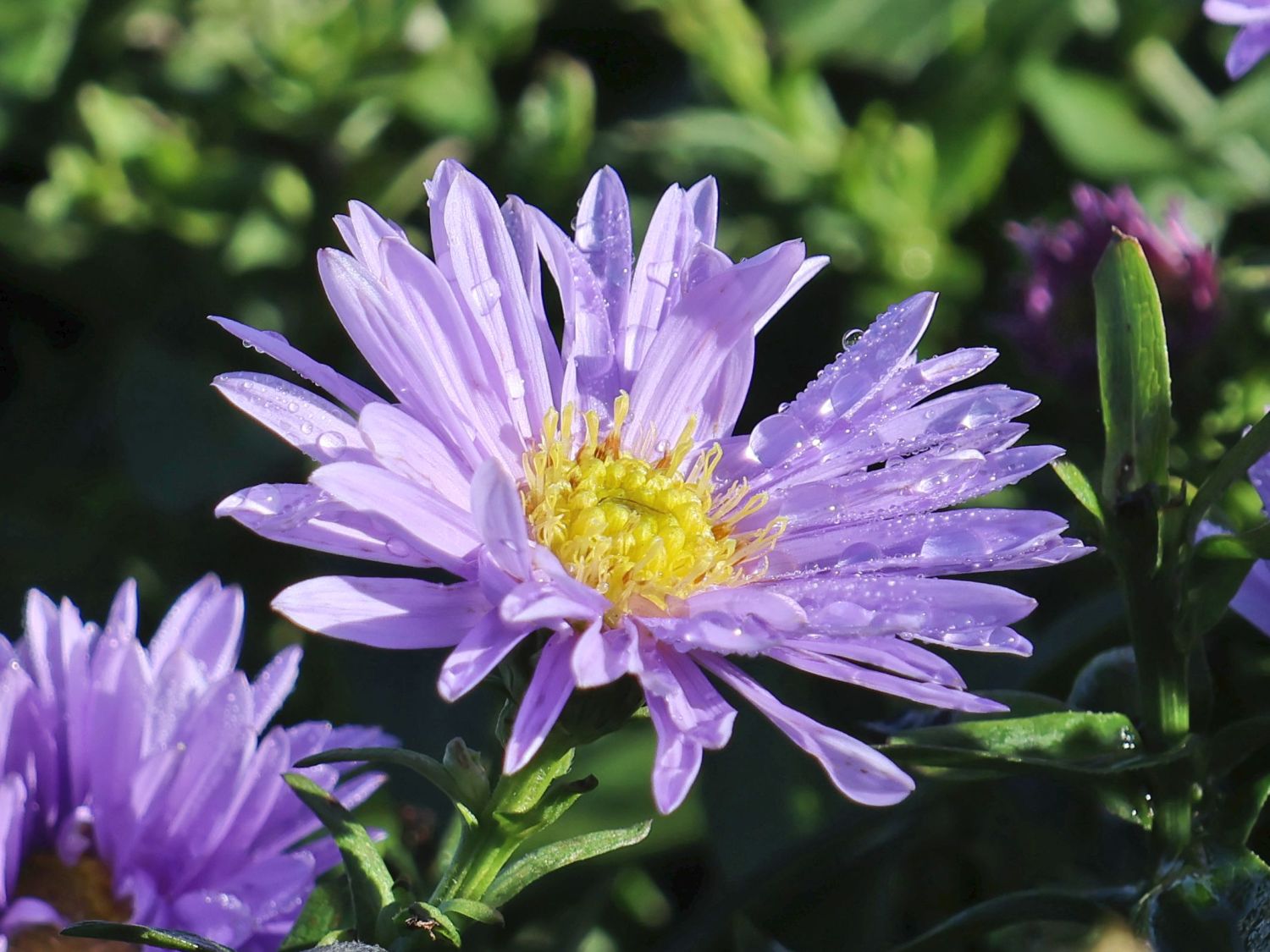 Glattblatt-Aster 'Marie Ballard'