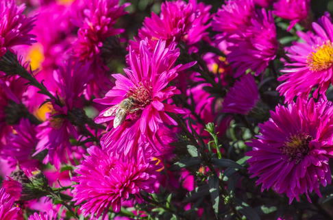 Glattblatt-Aster 'Neron' - Aster novi-belgii 'Neron'