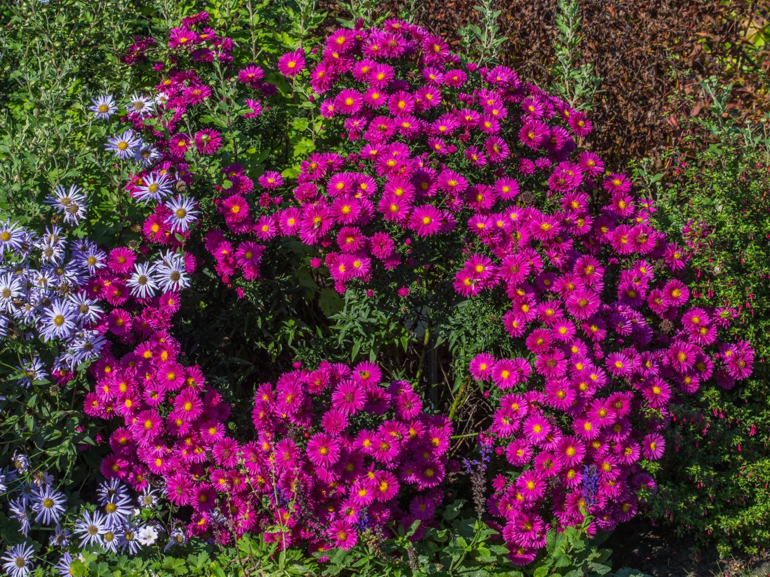 Glattblatt-Aster 'Neron' - Aster novi-belgii 'Neron'