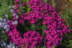 Glattblatt-Aster 'Neron' - Aster novi-belgii 'Neron'