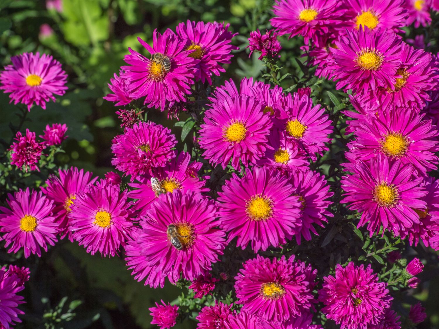 Glattblatt-Aster 'Neron' - Aster novi-belgii 'Neron'