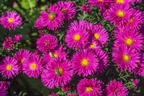 Glattblatt-Aster 'Neron' - Aster novi-belgii 'Neron'