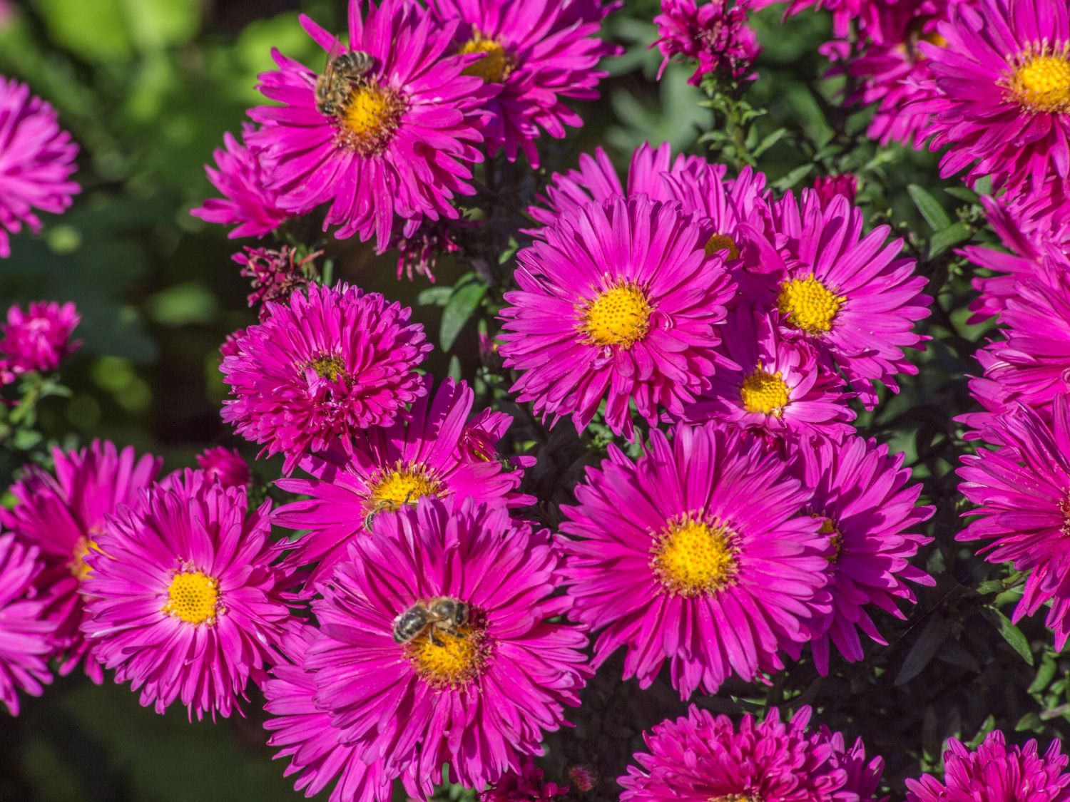 Glattblatt-Aster 'Neron' - Aster novi-belgii 'Neron'