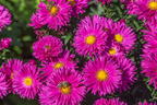 Glattblatt-Aster 'Neron' - Aster novi-belgii 'Neron'