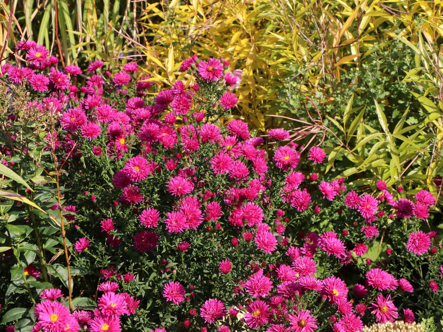 Glattblatt-Aster 'Neron' - Aster novi-belgii 'Neron'