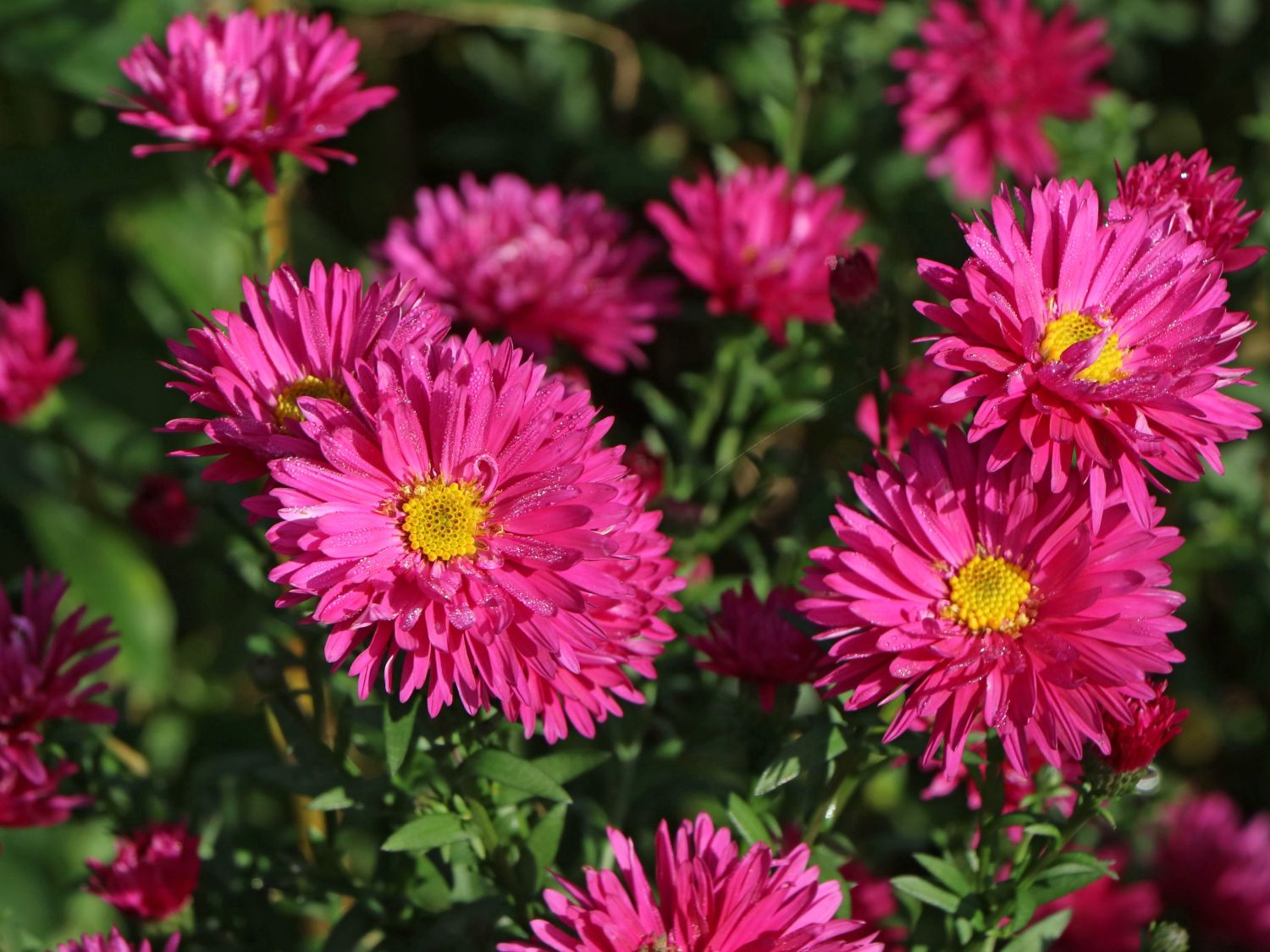 Glattblatt-Aster 'Neron' - Aster novi-belgii 'Neron'