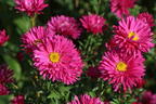 Glattblatt-Aster 'Neron' - Aster novi-belgii 'Neron'