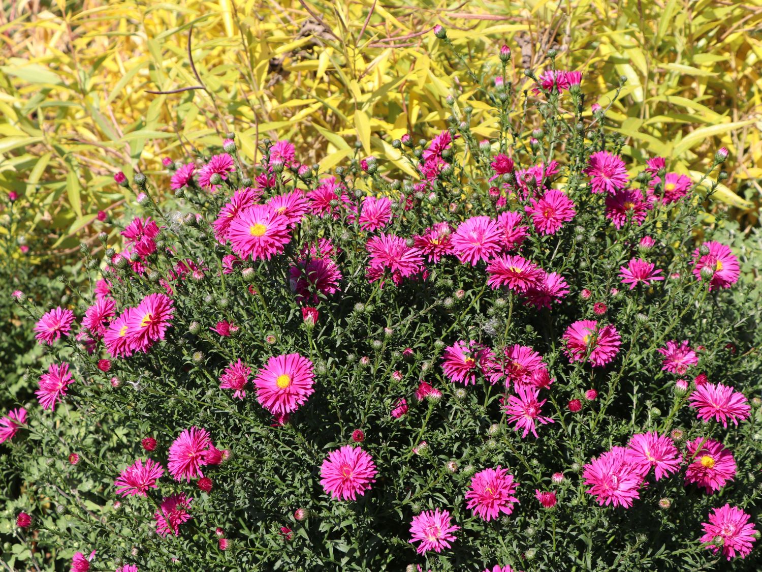 Glattblatt-Aster 'Neron' - Aster novi-belgii 'Neron'
