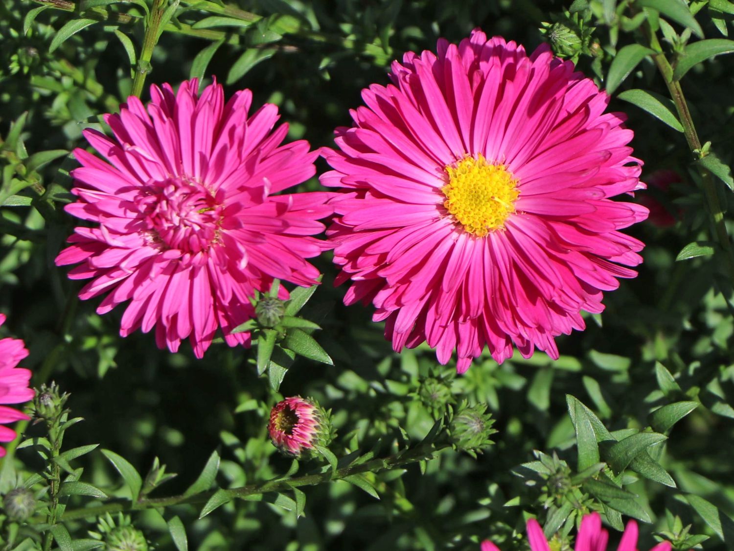 Glattblatt-Aster 'Neron' - Aster novi-belgii 'Neron'