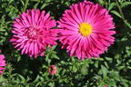 Glattblatt-Aster 'Neron' - Aster novi-belgii 'Neron'