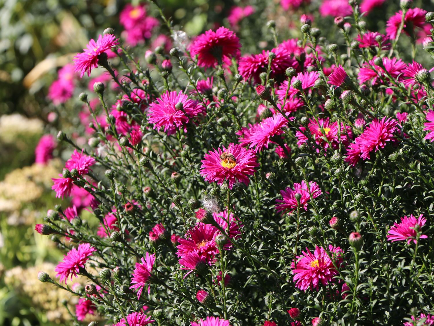 Glattblatt-Aster 'Neron' - Aster novi-belgii 'Neron'