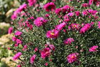 Glattblatt-Aster 'Neron' - Aster novi-belgii 'Neron'