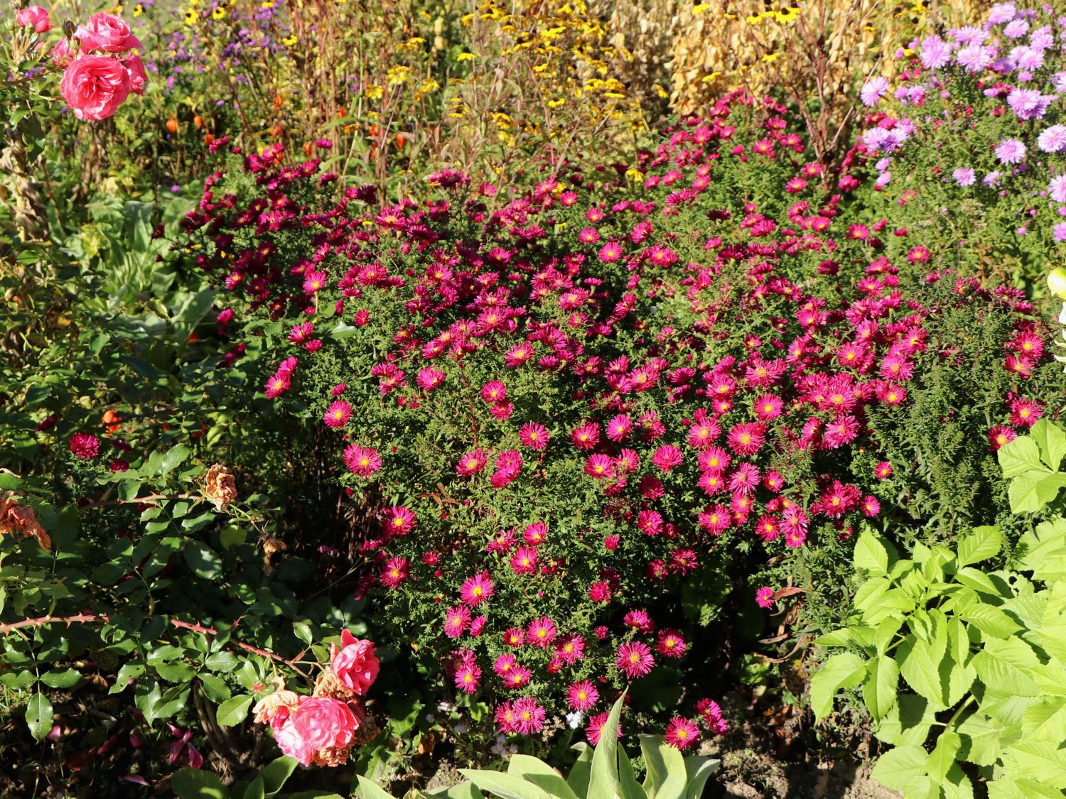 Glattblatt-Aster 'Neron' - Aster novi-belgii 'Neron'